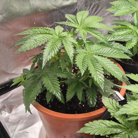 DieAnnas  #2 amnesia lemon/ungedämmter Dachboden growlog timeline photo