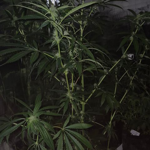 7 Punchi PURPLE PUNCH (photo) growlog timeline photo