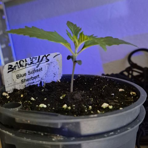 🌅Sherbi photo, blue sunset sherbert, Barneys farm  growlog timeline photo