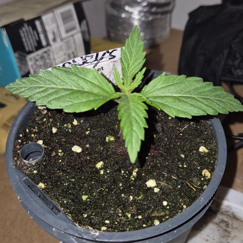 🌅Sherbi photo, blue sunset sherbert, Barneys farm  growlog timeline photo