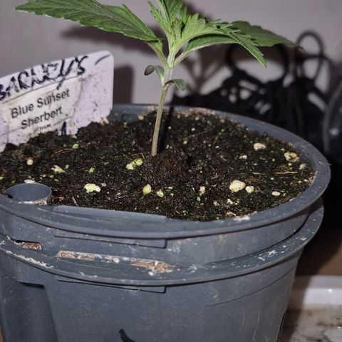 🌅Sherbi photo, blue sunset sherbert, Barneys farm  growlog timeline photo