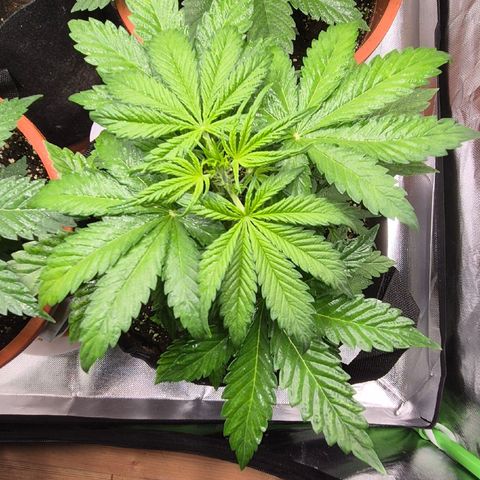 Runtzi Auto ♥️ Barney's Farm  growlog timeline photo