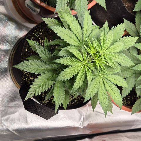 Runtzi Auto ♥️ Barney's Farm  growlog timeline photo