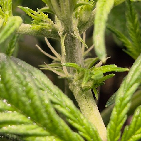 Runtzi Auto ♥️ Barney's Farm  growlog timeline photo