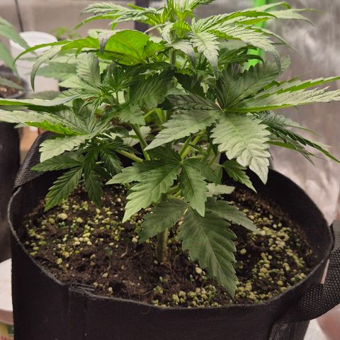 Runtzi Auto ♥️ Barney's Farm  growlog timeline photo