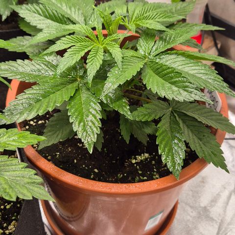 Mimosa evo Photo ♥️ Barney's Farm  growlog timeline photo