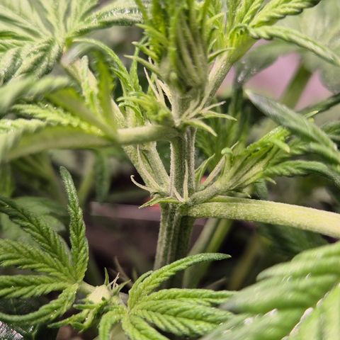 Runtzi Auto ♥️ Barney's Farm  growlog timeline photo