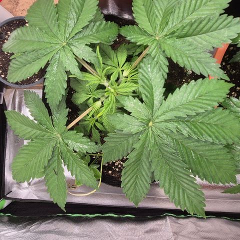 🍍Anna  #1 amnesia lemon  growlog timeline photo