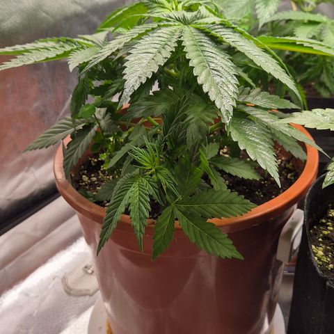 DieAnnas  #2 amnesia lemon/ungedämmter Dachboden growlog timeline photo