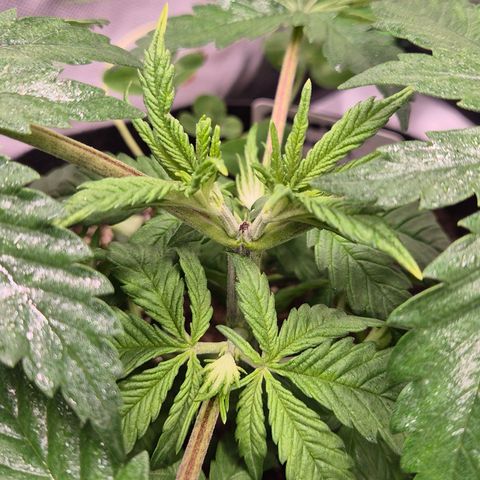🍍Anna  #1 amnesia lemon  growlog timeline photo
