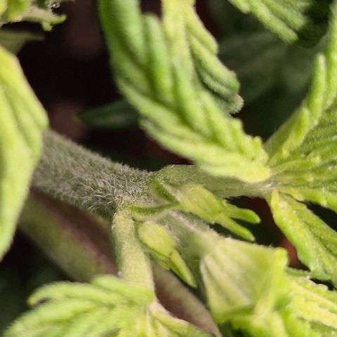 DieAnnas  #2 amnesia lemon/ungedämmter Dachboden growlog timeline photo