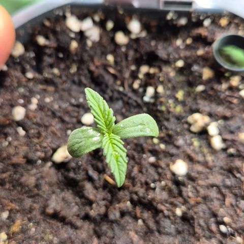 🌈 Zkittles auto🌈 growlog timeline photo