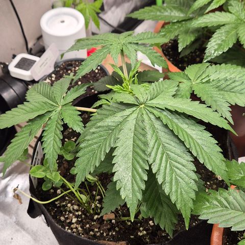 🍍Anna  #1 amnesia lemon  growlog timeline photo