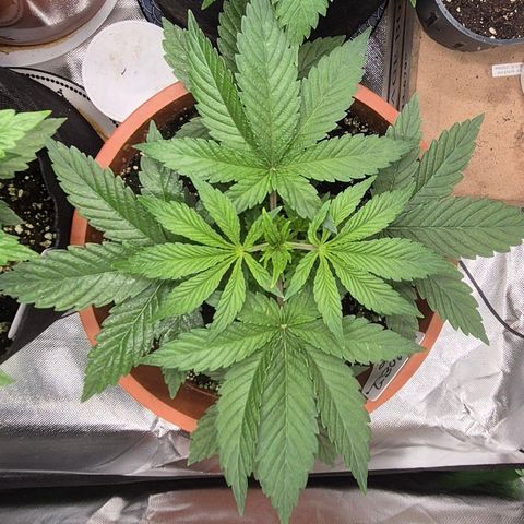 Mimosa evo Photo ♥️ Barney's Farm  growlog timeline photo