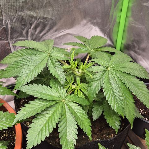 🍍Anna  #1 amnesia lemon  growlog timeline photo