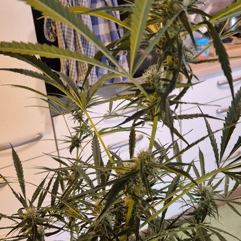 Puple punch  6 growlog timeline photo
