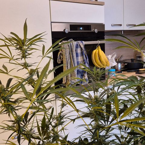 Puple punch  6 growlog timeline photo