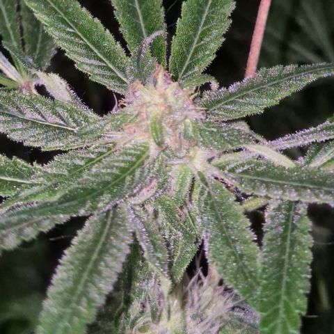 Strawberry Marshmallow growlog timeline photo