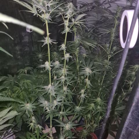 Strawberry Marshmallow growlog timeline photo