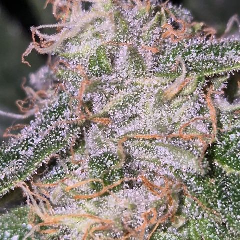 Strawberry Marshmallow growlog timeline photo
