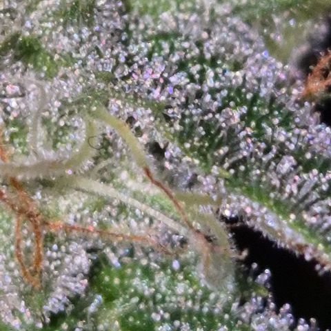 Strawberry Marshmallow growlog timeline photo