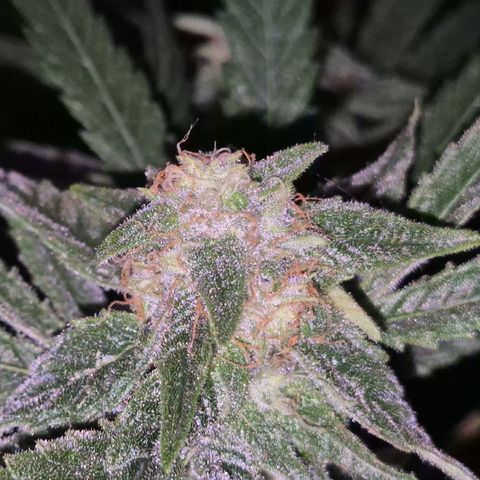 Strawberry Marshmallow growlog timeline photo