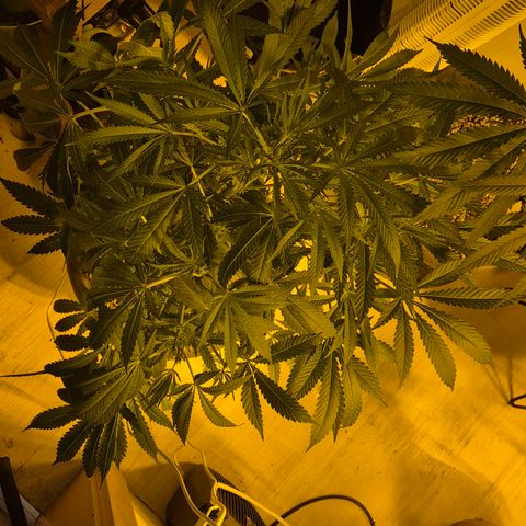 Karli - SHISKABERRY (auto) growlog timeline photo