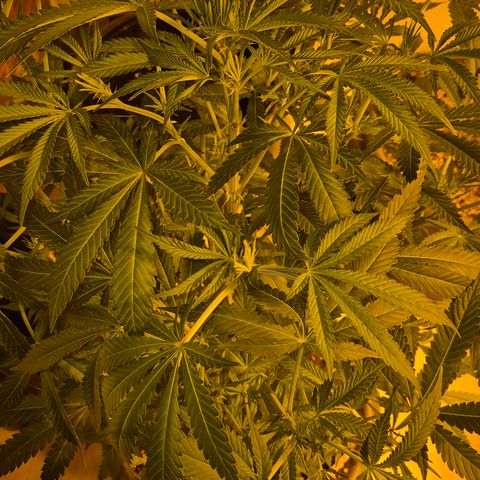 Karli - SHISKABERRY (auto) growlog timeline photo