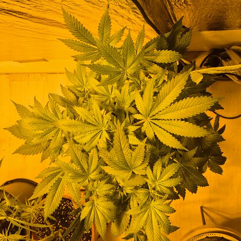 Kushi 😶‍🌫️(rest n. Teilernte/ critical kush, 9.1.24 🎁, Kümmerling) growlog timeline photo