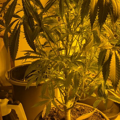 Karli - SHISKABERRY (auto) growlog timeline photo