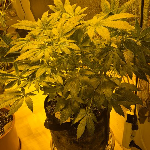 Kushi 😶‍🌫️(rest n. Teilernte/ critical kush, 9.1.24 🎁, Kümmerling) growlog timeline photo