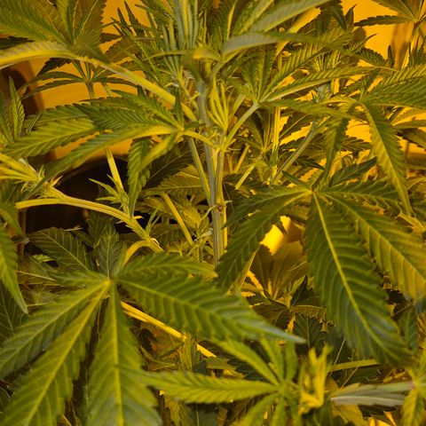 Karli - SHISKABERRY (auto) growlog timeline photo