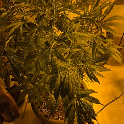 Karli - SHISKABERRY (auto) growlog timeline photo