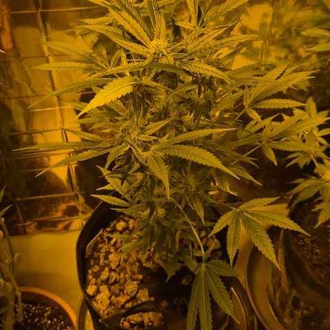 Bonsai Surprised moon, amnesia lemon  growlog timeline photo