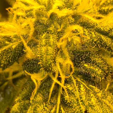 Bonsai Surprised moon, amnesia lemon  growlog timeline photo