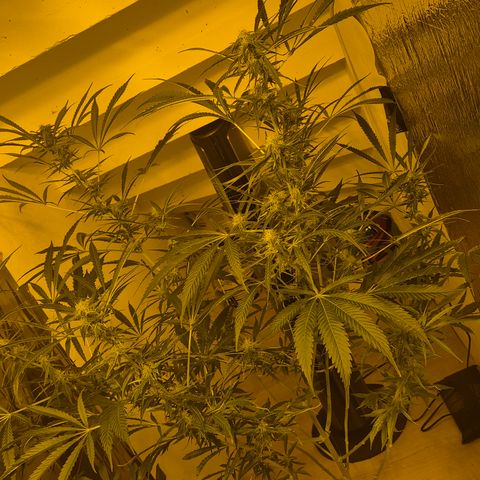 Puple punch  6 growlog timeline photo