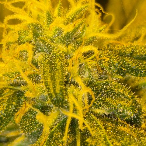 Bonsai Surprised moon, amnesia lemon  growlog timeline photo