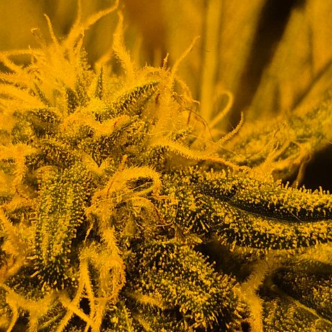 Bonsai Surprised moon, amnesia lemon  growlog timeline photo