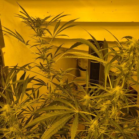 Puple punch  6 growlog timeline photo