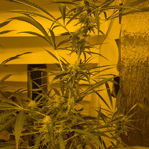 Puple punch  6 growlog timeline photo