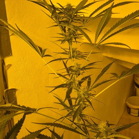 Puple punch  6 growlog timeline photo