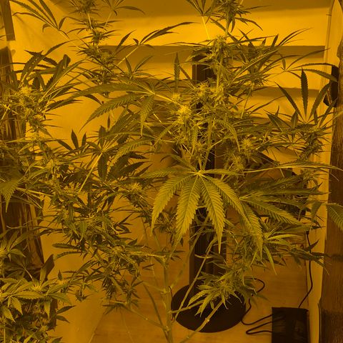 Puple punch  6 growlog timeline photo