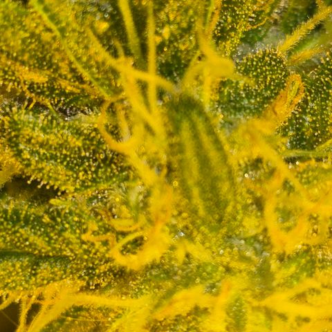 Bonsai Surprised moon, amnesia lemon  growlog timeline photo