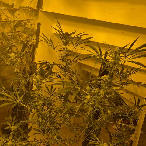 Puple punch  6 growlog timeline photo