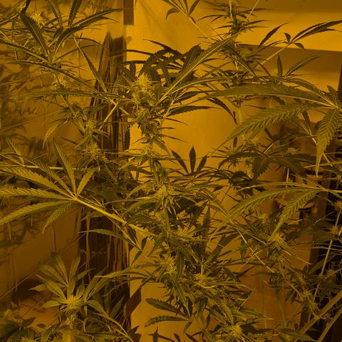 Puple punch  6 growlog timeline photo