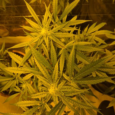 Bonsai Surprised moon, amnesia lemon  growlog timeline photo