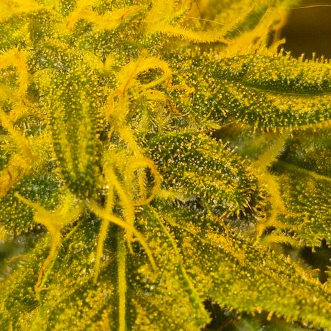 Bonsai Surprised moon, amnesia lemon  growlog timeline photo