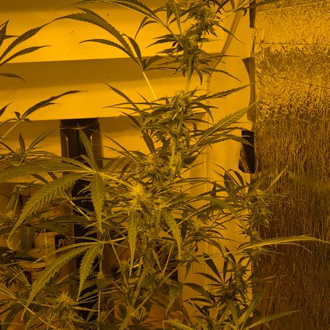 Puple punch  6 growlog timeline photo