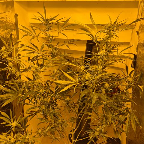 Puple punch  6 growlog timeline photo