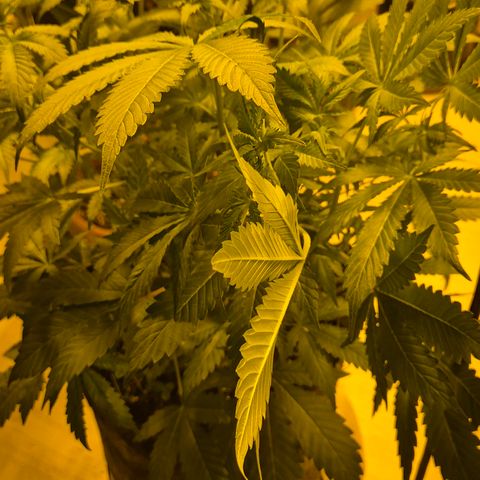 Kushi 😶‍🌫️(rest n. Teilernte/ critical kush, 9.1.24 🎁, Kümmerling) growlog timeline photo